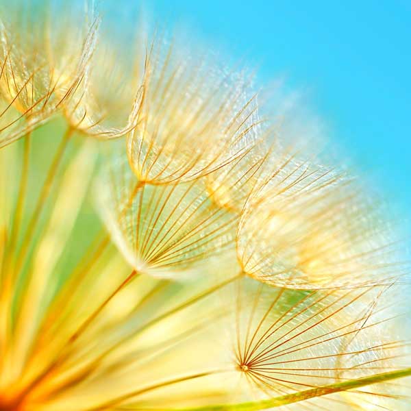 paardenbloemen